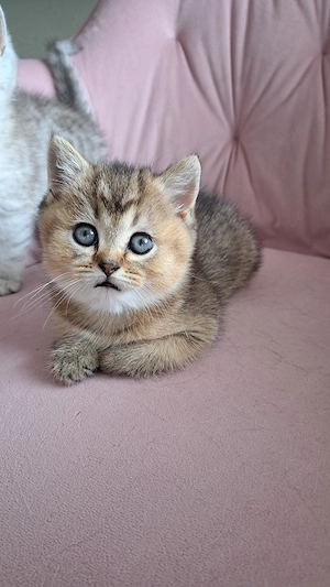 Reinrassige BKH Gold Chinchilla Kitten - British Kurzhaar 