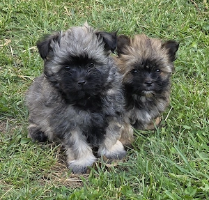 3 kleinbleibende Bärchen ab sofort abgabebereit (2 Jungs+1 Mädchen)