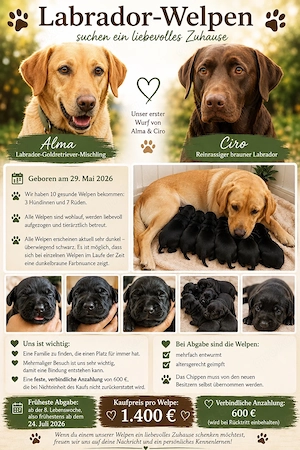 Wunderschöne Labrador x Golden Retriever Welpen ab Ende Juli abzugeben   