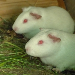 Labormeerschweinchen suchen ein Zuhause