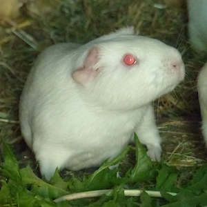 Labormeerschweinchen suchen ein Zuhause