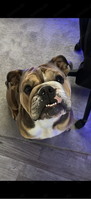 Nala sucht Ihr für immer Zuhause 