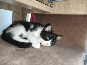 BKH Kater Schwarz Weiß 