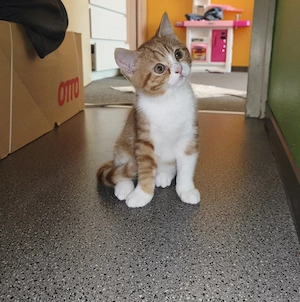 BKH Kater Rot Weiß 