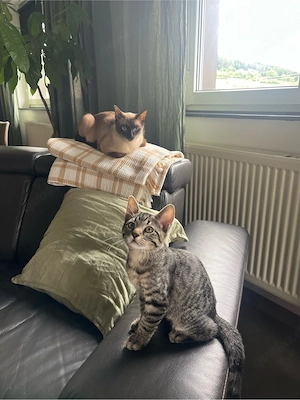 Siam Mix Kitten 