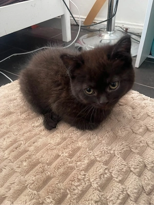 baby katze