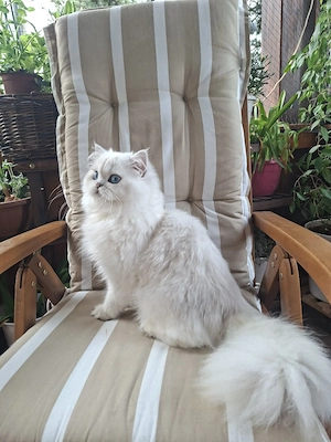 Traumhaftschöner BLH Kater, black silver shaded point