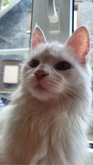 weiße MainCoon weiblich april 2025