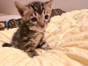 Bengalkitten Bild 3