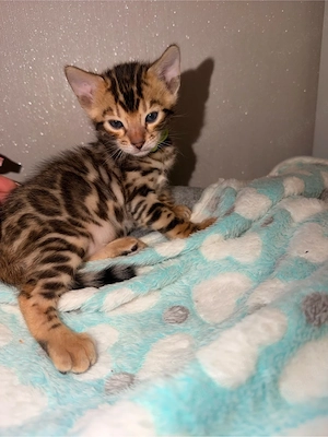 Bengalkitten Bild 4