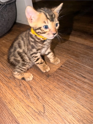 Bengalkitten Bild 5