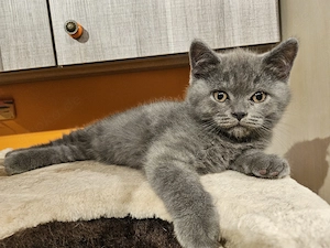 Super süße Britisch Langhaar  kurzhaar Kitten