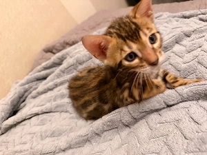 Bengalkitten Bild 2