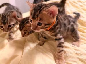 Bengalkitten