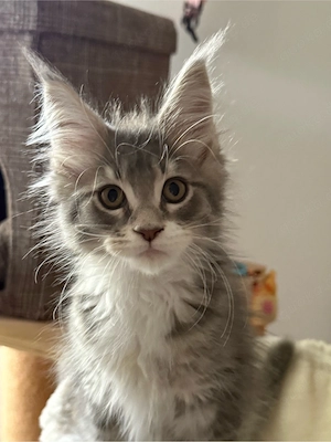 XXL Maine Coon Kater Kitten  Bild 7
