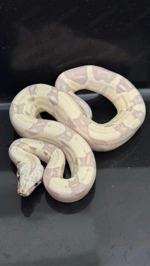 VPI Snowglow , Sunglow , Hypo Jungle 