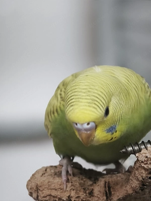 Wellensittiche 