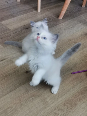 Ragdoll Kitten mit Stammbaum 