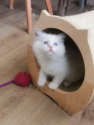 Ragdoll Kitten mit Stammbaum 