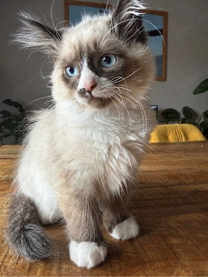 Wunderschöner Ragdollkater 