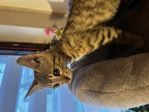 Bengal Mädchen Snow mink