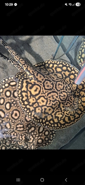 Potamotrygon Boesemani Hybriden Rochen Weibchen