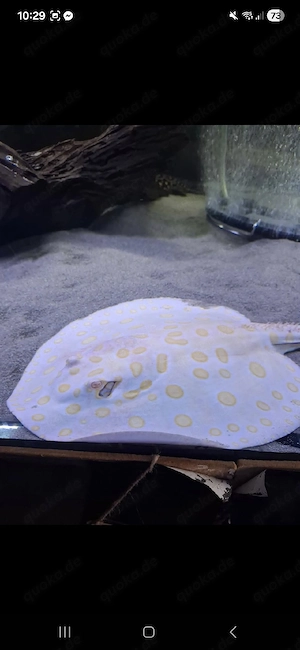 Potamotrygon Platinum Leopoldi Albino Bock Rochen