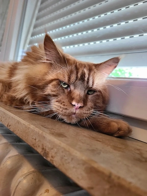Main Coon XXL Deckkater 