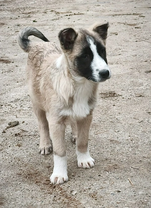 Taro -  Rüde in Sascut 