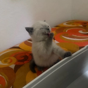 bkh baby sucht neues haus 