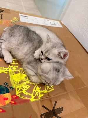 BKH Kitten 12 wochen sofort abzugeben  Bild 2