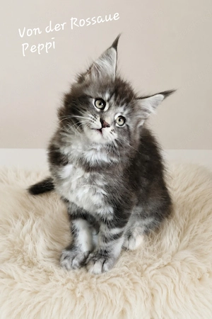 =^..^=Traumhaft schöne Maine Coon kitten mit Stammbaum aus seriöser Zucht =^..^=