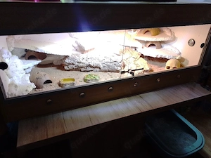 Terrarium mit 2 klein Bartagamen