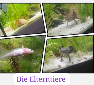 Axolotl  Jungtiere zum Verkaufen klein  wie auch groß 