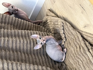 Don Sphynx Kitten (1 Mädchen ist noch frei)