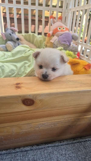 wunderschönes pomchi weibchen 
