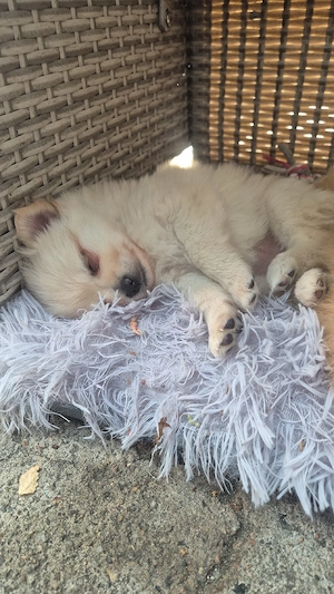 wunderschönes pomchi weibchen  Bild 4