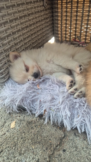 wunderschönes pomchi weibchen  Bild 3