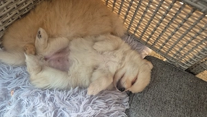 wunderschönes pomchi weibchen  Bild 2