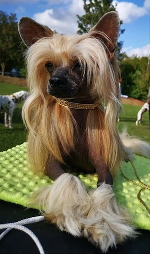 Kein Verkauf! Deckrüde HHL Chinese Crested VDH CCC 