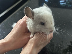 Junge Chinchilla 