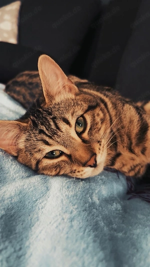 Bengal-Mix Katze sucht liebevolles Zuhause