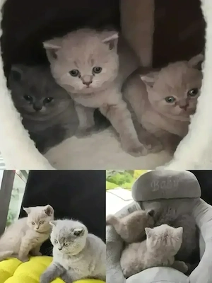 Britisch Kurzhaar Kitten 