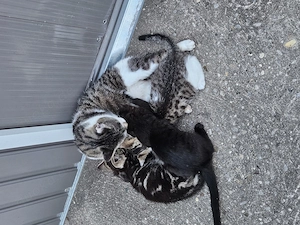 Wunderschöne Bengal-Mix Kitten suchen ein liebevolles Zuhause 