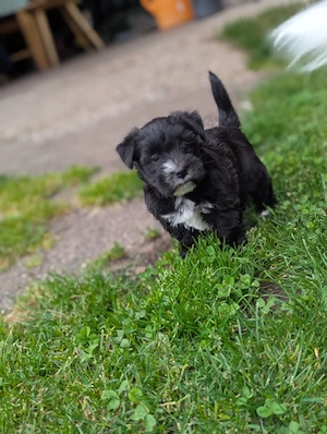    Kleine Hundedame sucht ein liebevolles Zuhause