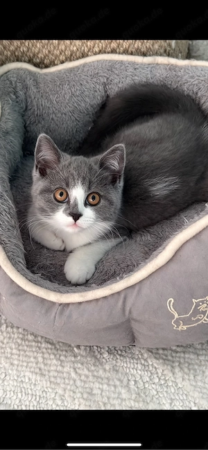 BKH BLH kitten