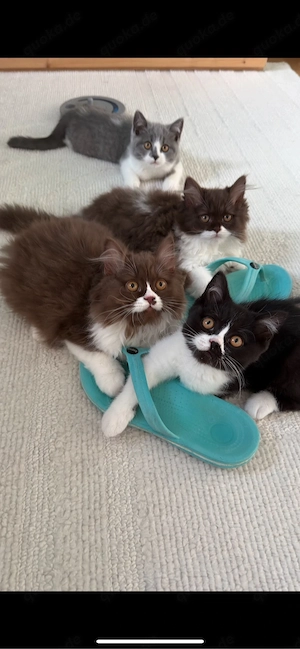 BKH BLH kitten Bild 5