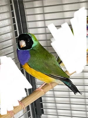 Gouldamadine