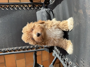 Wunderschöne Maltipoo-Welpen aus liebevoller Aufzucht (Tierärztliche Betreuung)