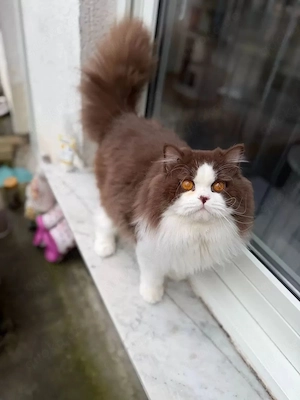 BLH deckkater Bild 3